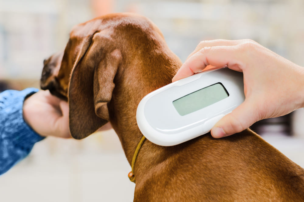 Microchipagem em cães e gatos