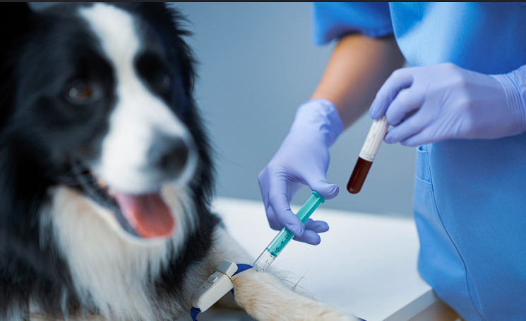 Coleta de exames veterinários